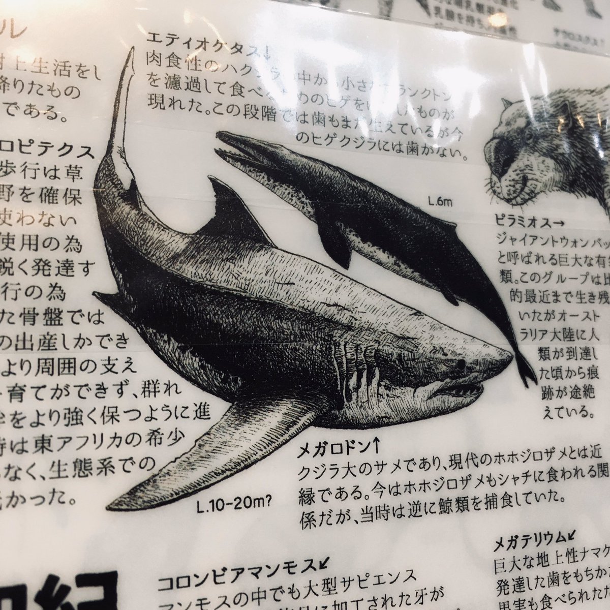 みんなで知的好奇心の獣になりたい。日本のこの層を厚く広くしていきたい。知る事の楽しさを感染させていきたい。そのためにはコミケやフジロックみたいな強いイベント、そして映画のような時間・資金をかけた大きいメジャーコンテンツ、それをより成熟した大きな国民的文化にしてしまえば最強。 
