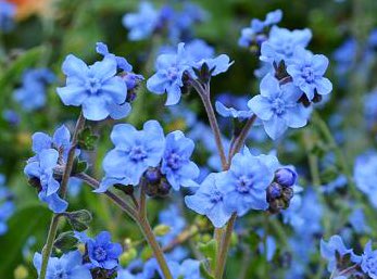 もも おはようございます 2 24誕生花 シノグロッサム 花言葉 真の愛情 別名オオルリソウ 忘れな草と似ていますがこの 花の方が背が高く大株に育ちます また見分け方は花色 どちらも青色ですが忘れな草は中心が白や黄色になるのに対し こちらは青 もも おはようございます 2 24誕生花 シノグロッサム 花言葉 真の愛情 別名オオルリソウ 忘れな草と似ていますがこの 花の方が背が高く大株に育ちます また見分け方は花色 どちらも青色ですが忘れな草は中心が白や黄色になるのに対し こちらは青