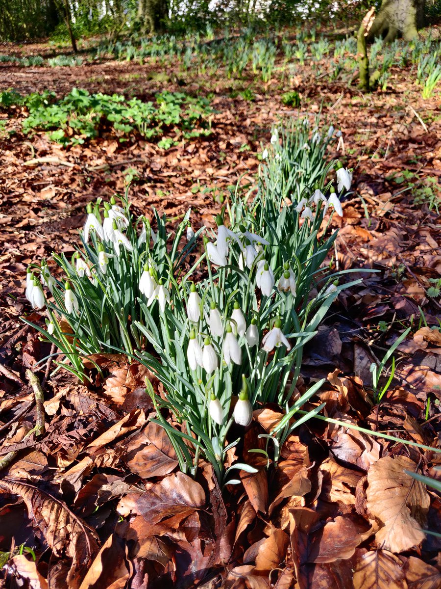 ChildwallWoods's tweet photo. Spring is nearly here!! Finally https://t.co/nmZ6pzk8Ms