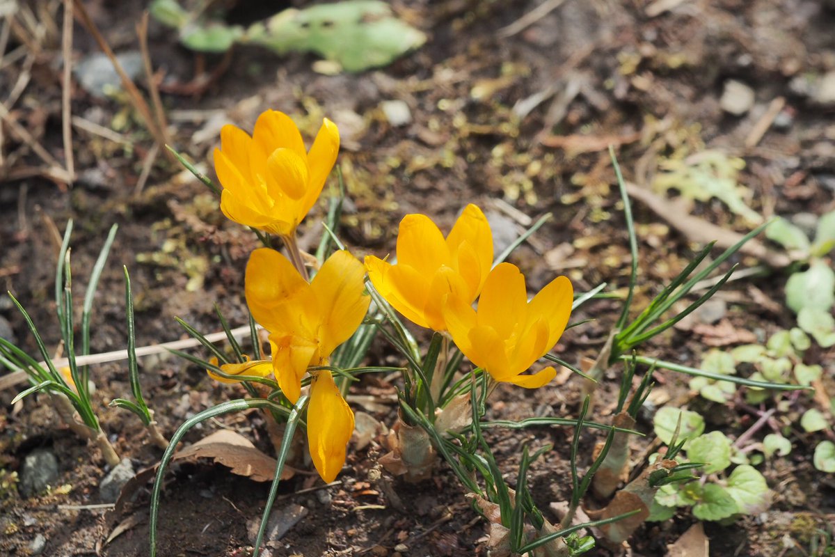 子供の頃から大好きなクロッカスの花。はっきりとした理由はわからないが、派手さと地味さ・ゴツさと嫋やかさのバランスがちょうどいい気がする。同様に理由はわからないが大好きな花にマツバボタンがある。花はだいたい八重よりは一重の方が好き。桜だけは八重が異常に好きだけども。2月24日。 