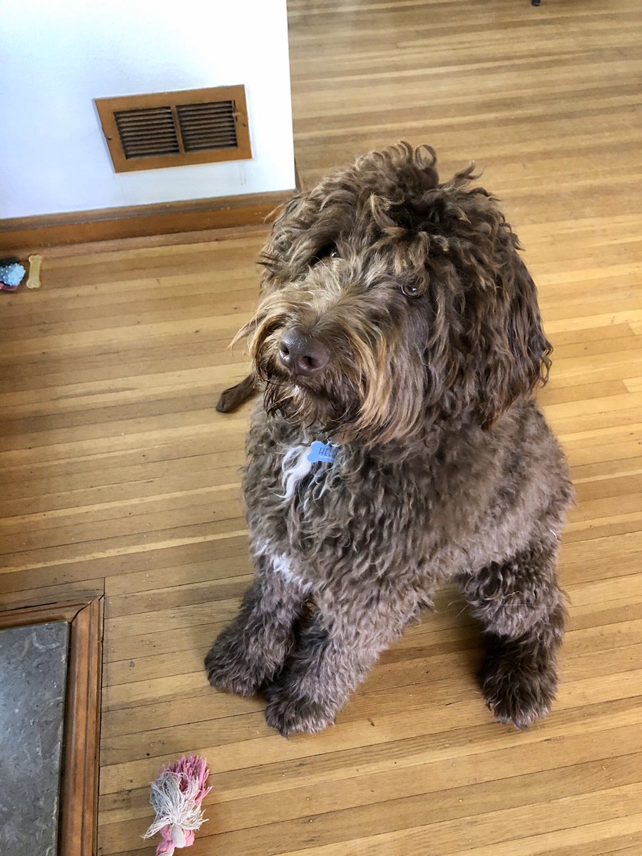 Dog Training by Jarod 🐶 (DogTrainerJarod) Twitter