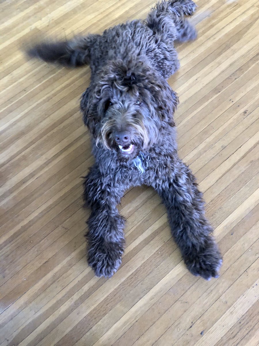 Dog Training by Jarod 🐶 (DogTrainerJarod) Twitter