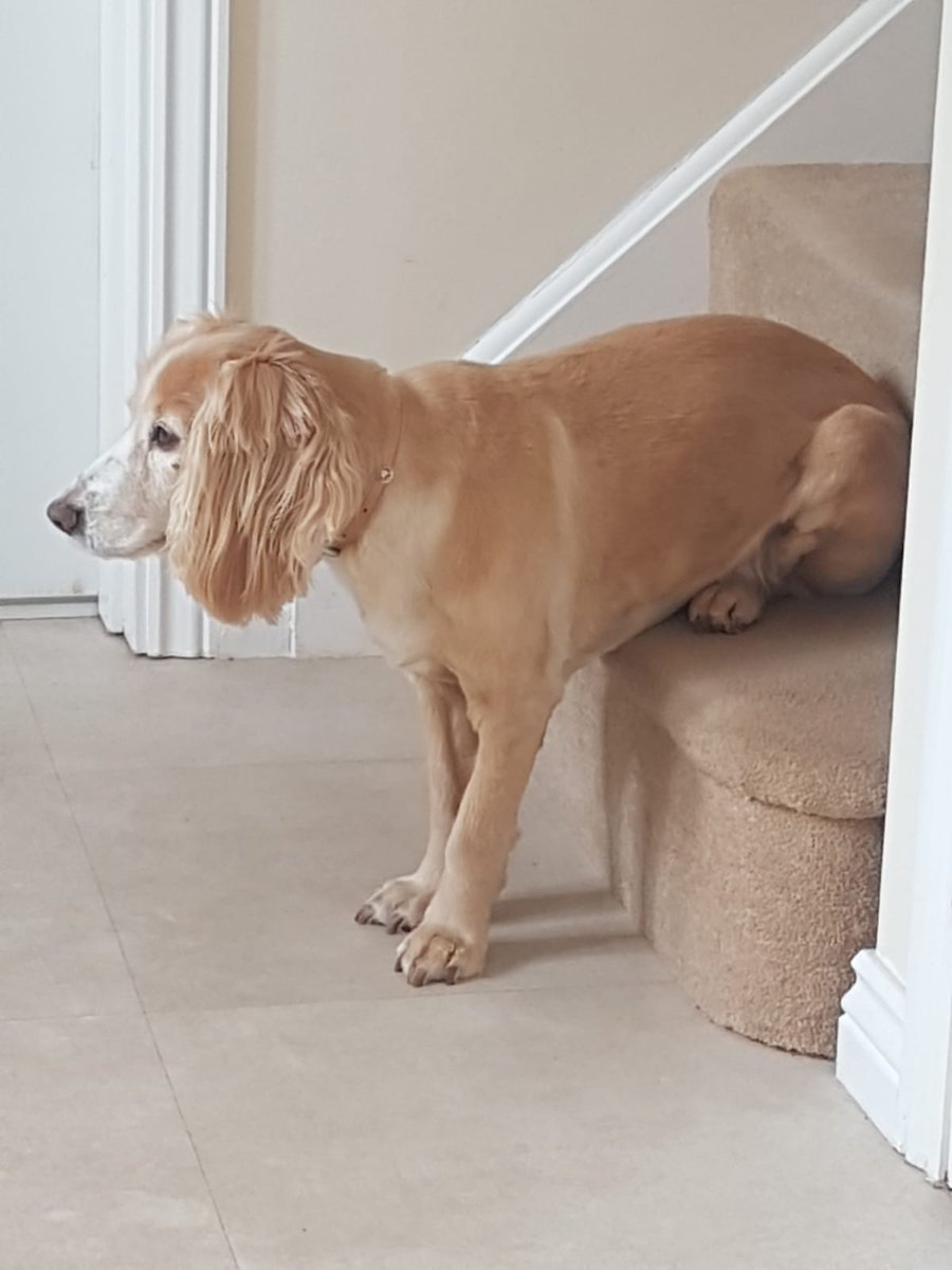 SarahT72's tweet photo. @richardosman She was waiting for me to come home - staring at the front door https://t.co/0NvyZk4zfd