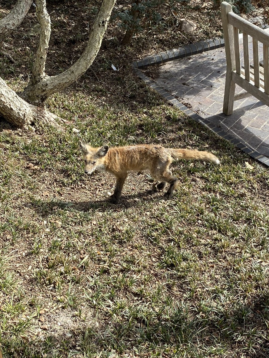 mommaoncall's tweet photo. @mobotgarden is this a coyote in the garden? https://t.co/LLsuyRMcwB
