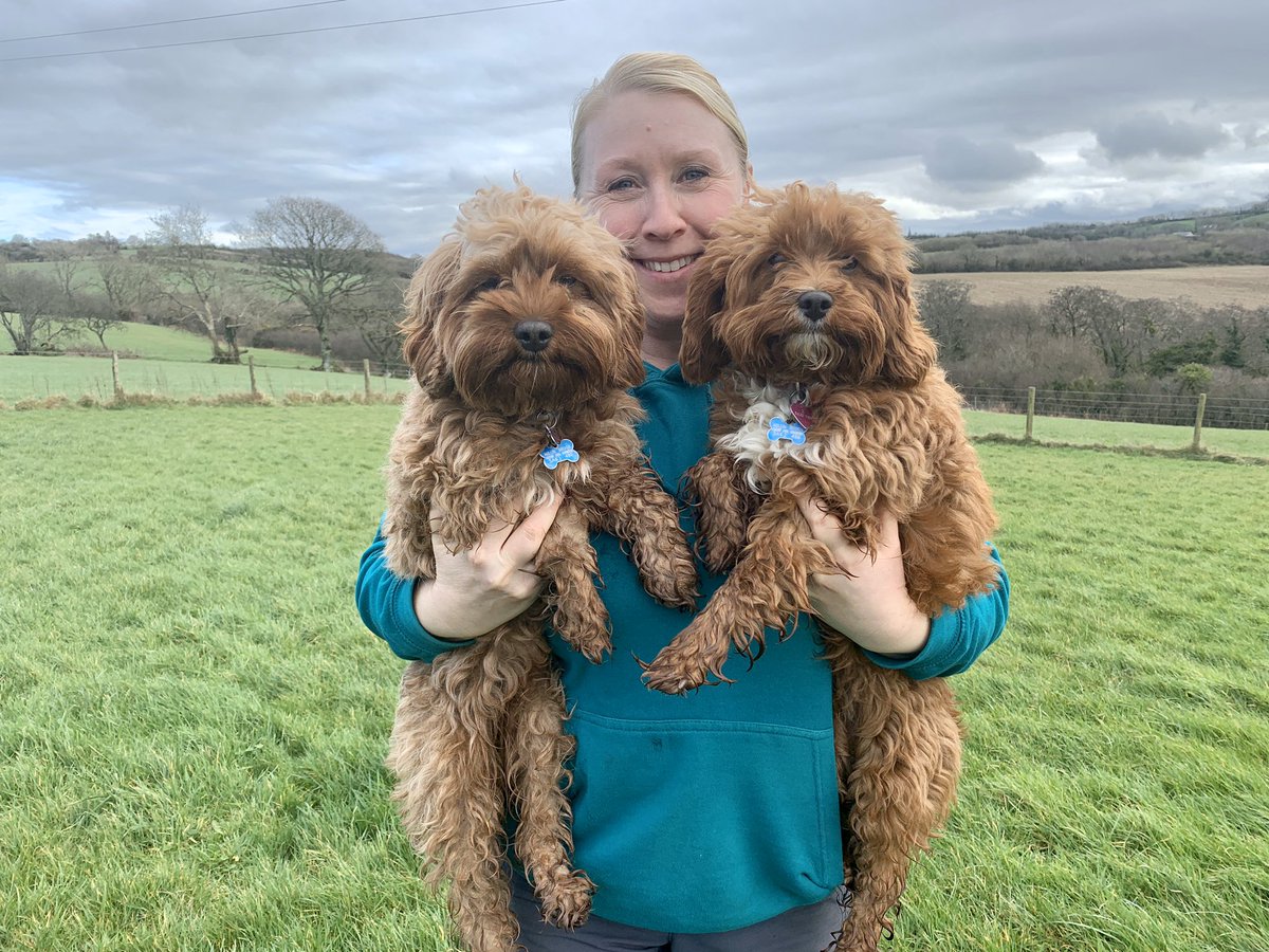 millinbrook1's tweet photo. It’s these two little teddy bears last night with us. We sure are going to miss them 😢 #dogsholiday #countryretreatfordogs #ruralbusiness #ruralenterprise #familybusiness https://t.co/onqyhVaE3h