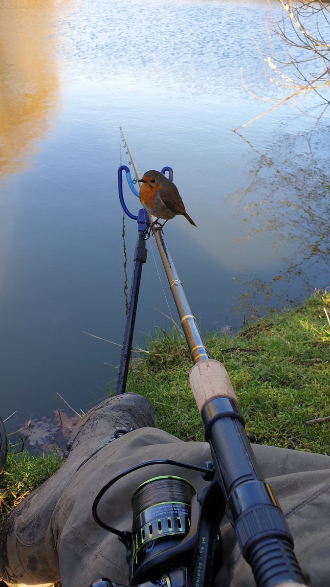 Today's adventure was chasing perch whole king prawn soaked in <a href="/DNABaitsUK/">DNA Baits UK</a> apex on a <a href="/KorumFishing/">Korum</a>  size 6 supersteel hook proved hard to resist for this 3lb 2oz fish.korum glide rod and axis 3000 reel completed the set up
#korum #dnabaits