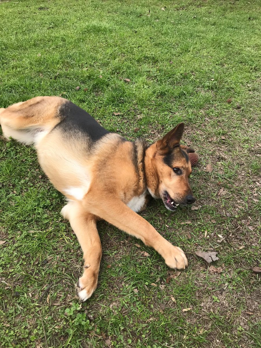 folkesw's tweet photo. Lazy Sunday for Meeko! https://t.co/XoU1YPQ9FQ