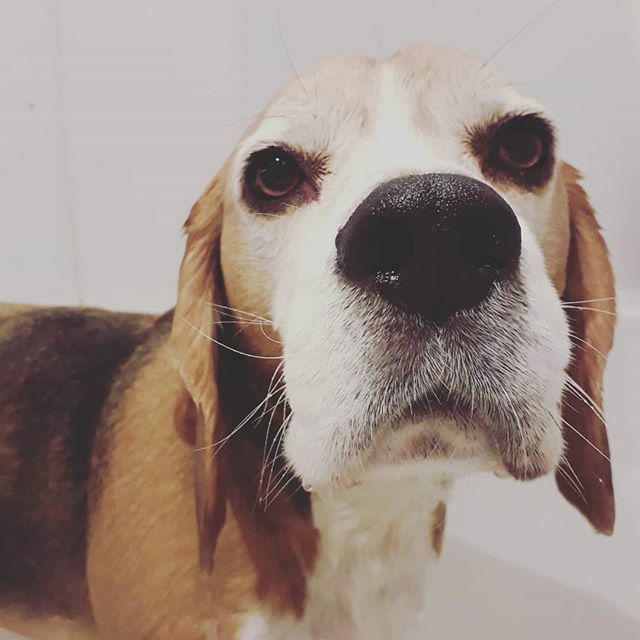 robynpastelgoth's tweet photo. Dax does not enjoy bathtime. #beagle #doggo #pupper #grumpybeaglesunited #grumpychops https://t.co/qenjNVfl5z https://t.co/1n51oC6HaG