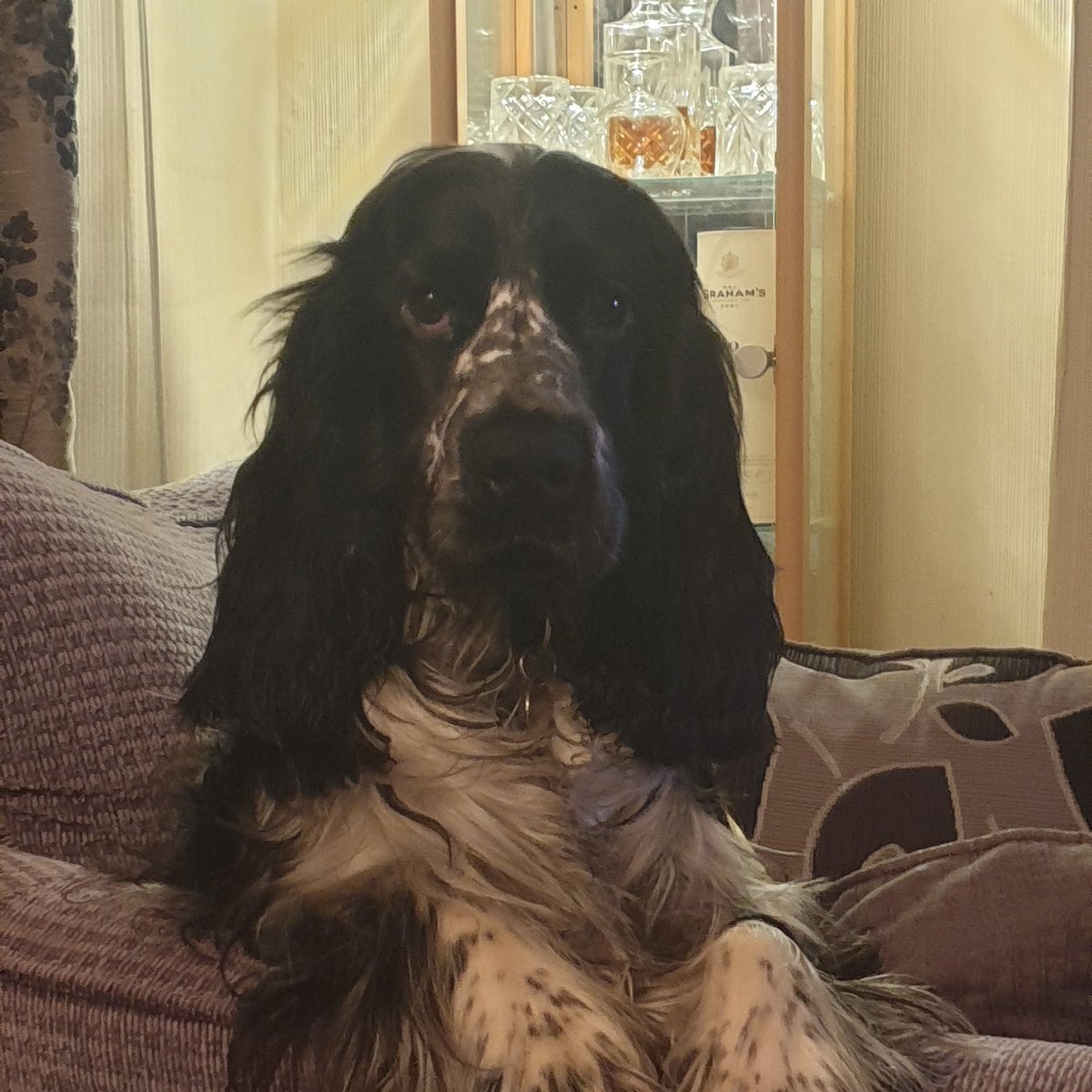 Cocker Spaniel Pics tweet media