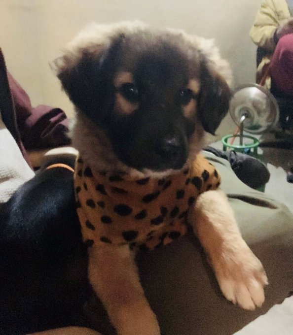 jha_bankim's tweet photo. This is #Maggie
She was a woman in her past life.
Maggie used to cook for her husband while she was #Menstruating
Now Maggie is born as #Kutri &amp; enjoying life sleeping and playing while others cook for her.
Be like Maggie !! https://t.co/2A6DOu0l0Y