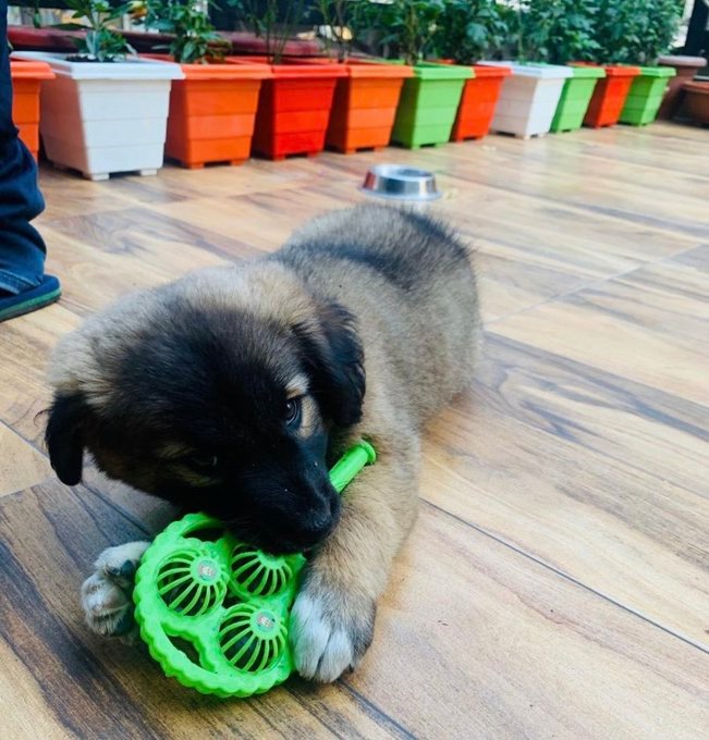 jha_bankim's tweet photo. This is #Maggie
She was a woman in her past life.
Maggie used to cook for her husband while she was #Menstruating
Now Maggie is born as #Kutri &amp; enjoying life sleeping and playing while others cook for her.
Be like Maggie !! https://t.co/2A6DOu0l0Y