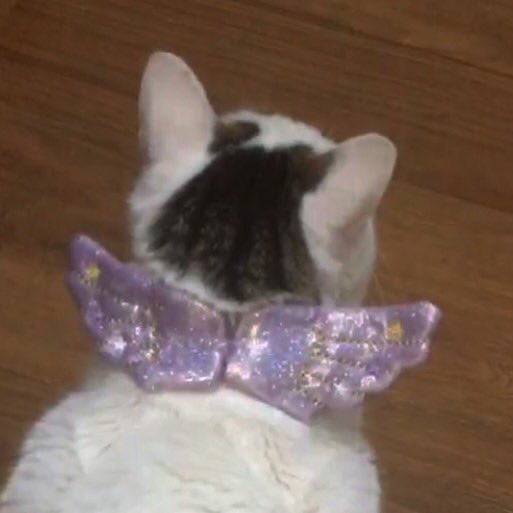 strawbunnybisou's tweet photo. leave me alone. i’m manifesting https://t.co/ReEpDaBPL2