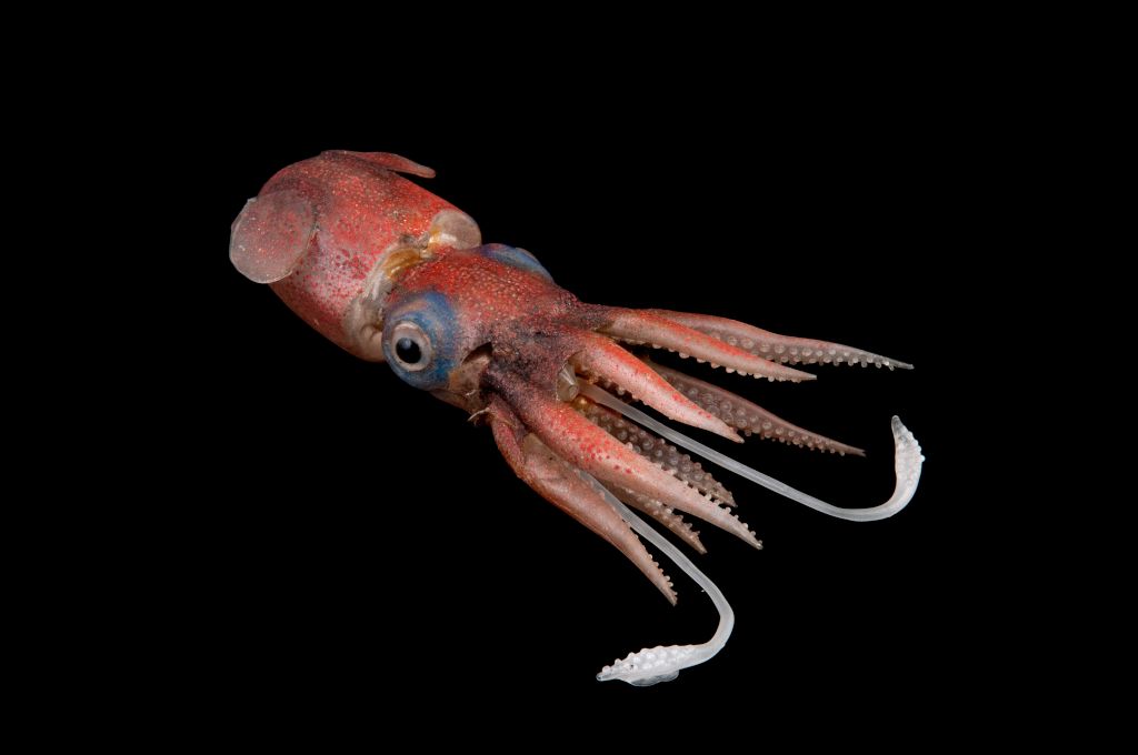 DrewHarvell's tweet photo. Love your footage. Sensational #Rossiapacifica fast and slow swimming and burrowing...here is a close match (Rossia macrosoma) in #Blaschkaglass from #ASeaofGlass and @CornellCALS collection https://t.co/MYPGk8eETf