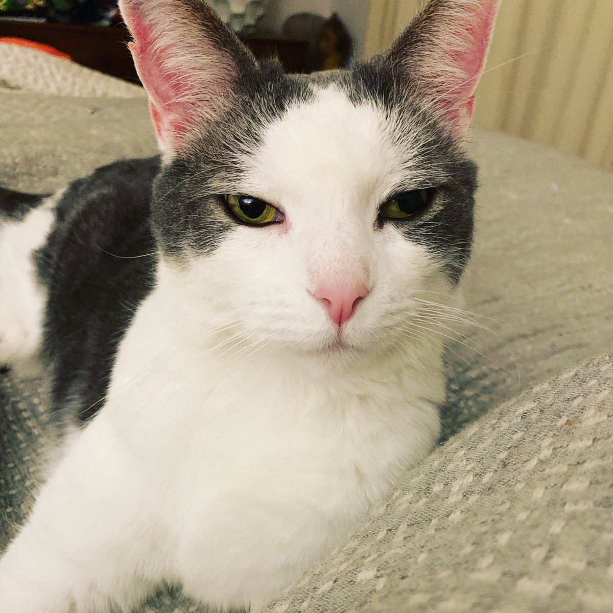 pattidigh's tweet photo. Our beloved cat, “Poochie,” is missing from the Crab Creek area of Hendersonville NC. I know this is a long shot, but can you retweet in case someone has seen him? https://t.co/D4nHKOw7fF