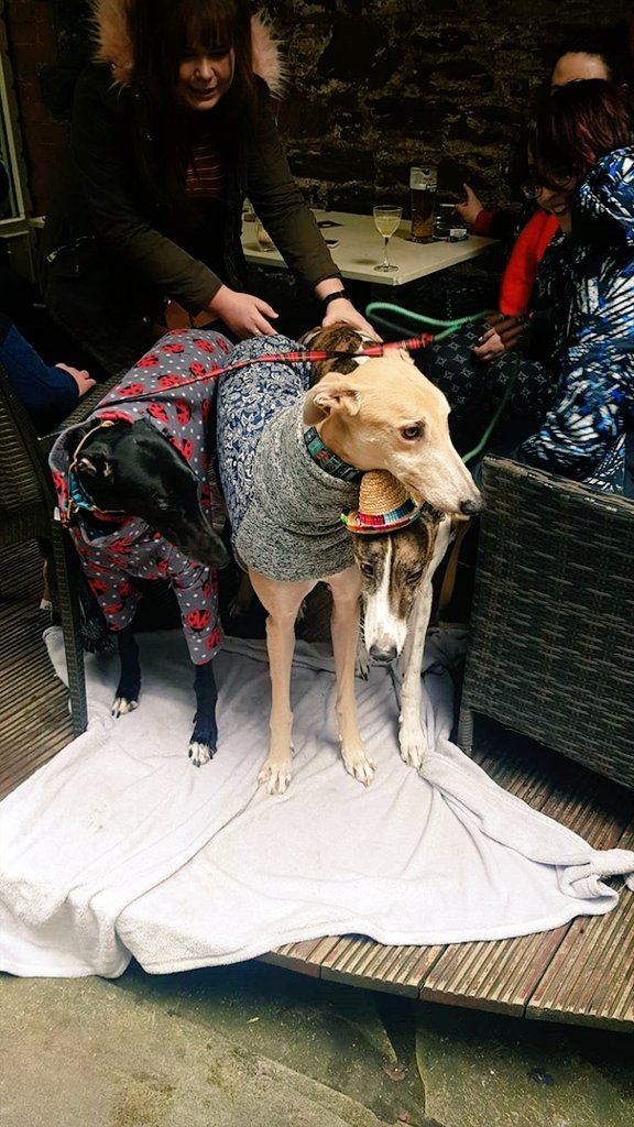 When hounds hit the town, we hit it in style! Ned rocking his ladybird onesie, I'm modelling my <a href="/TrendyWhippet/">The Trendy Whippet</a> coat and Cooper keeping it festive with his sombrero! It's called fashion sweetie! Xoxo #greyhounds #twitterhounds #twitterdogs #rescuednotretired #petsnotbets