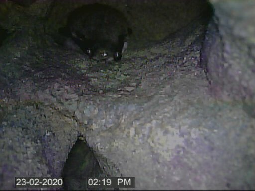 NottsBatGroup's tweet photo. A record-breaking #bat #hibernation survey today at @CreswellCrags! 1 M.nat, 3 M.dau, 2 M.mys/M.bra and 2 P.aur 🦇 #lovebats https://t.co/RLMw9gzXne