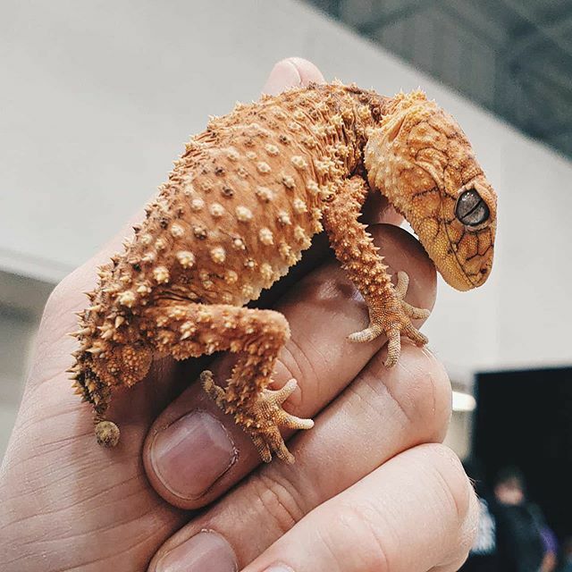 ReptileExpo_ca's tweet photo. Rough Knobtail Gecko from Triangulum Exoticum #nephrurus #amyae https://t.co/FiK1K7OAuH https://t.co/8CUlek4EM8