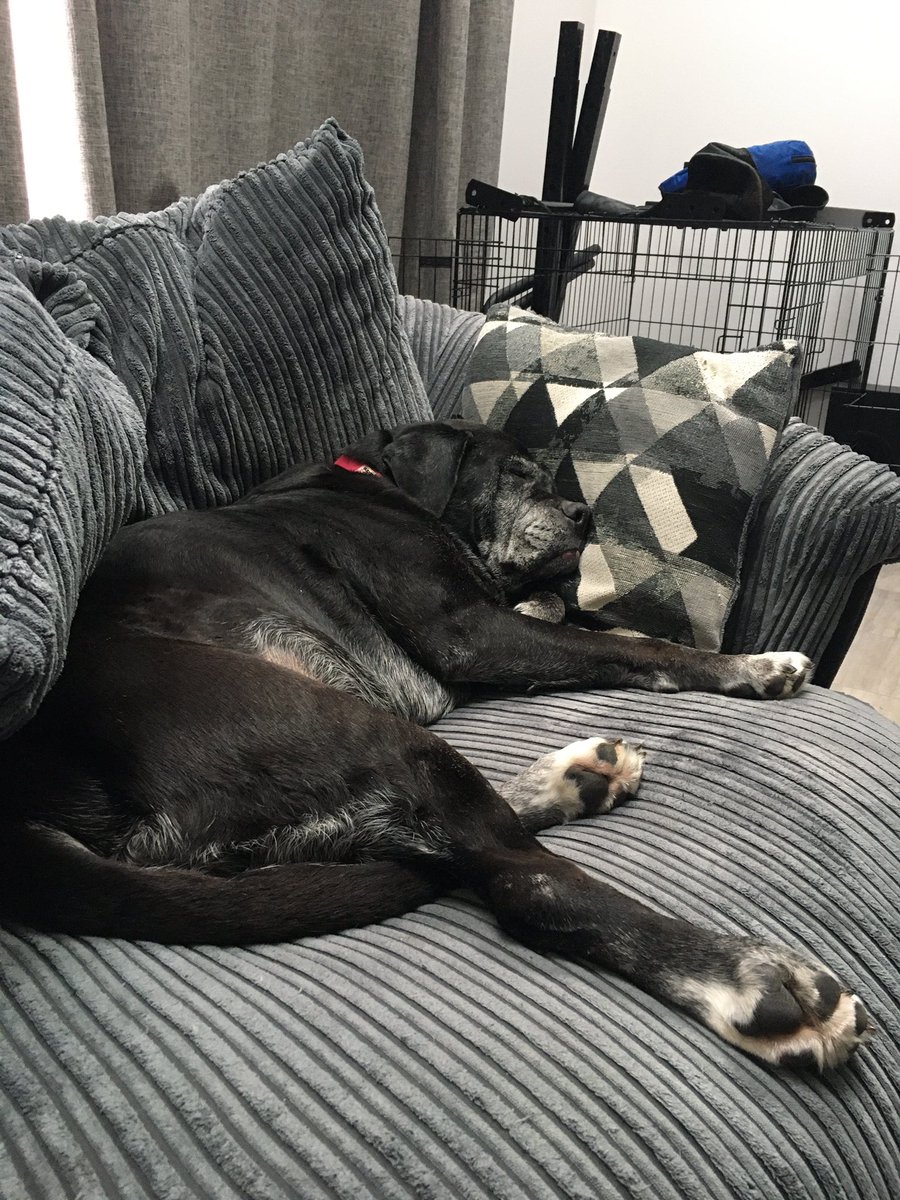 Adrianc40's tweet photo. Hard life #myoldgirl #lovemydog #ownchair https://t.co/eqyfopvJn0