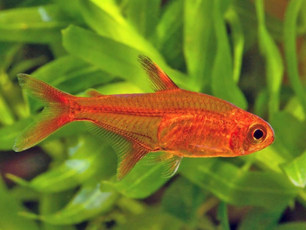 ADirectrory's tweet photo. Order Ember Tetra with confidence!
Price starts from 0.5 GBP
Tag a friend who would love this!
Place an order at https://t.co/zCk2003I4U
#amandae #ember #hyphessobrycon #tetra
#molly https://t.co/GSAY2k10Q0