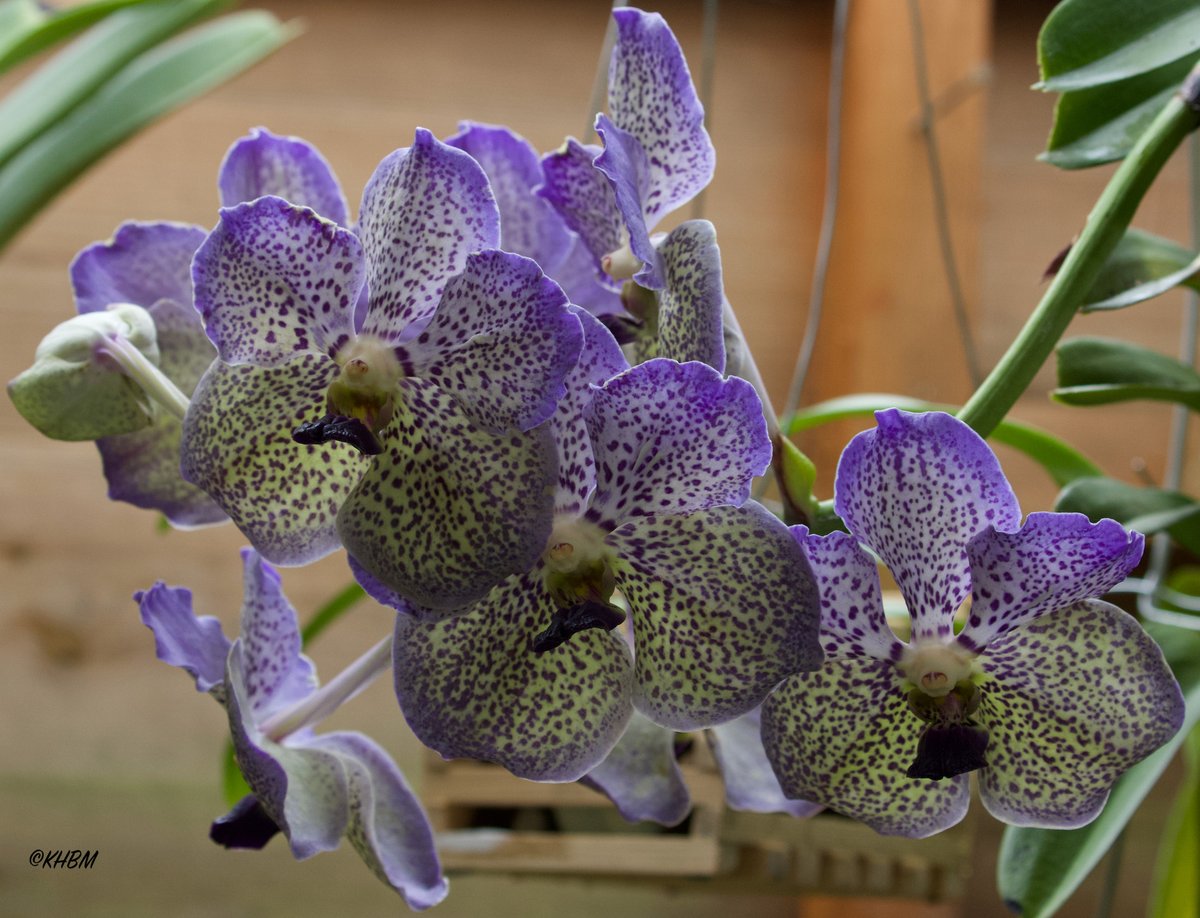 Mararda10's tweet photo. Vanda 'Moonlight Blue,' currently in flower. One of my favourite orchids in my collection. @PetrovichBilly @burnhamorchids @orchidcommittee #Vanda #MoonlightBlue #Moonlight #Blue #Vandaceous #hybrid #orchid #flower #epiphyte #February #collection https://t.co/unUhyOCYtx