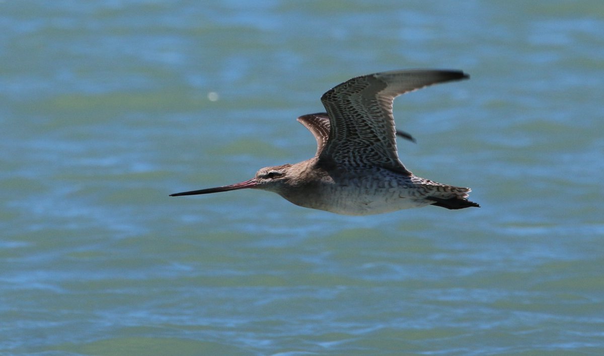 Critter of the Week is the bar-tailed godwit .

A migratory bird that holds the record for the longest non-stop flight from Alaska to NZ.

Listen here: bit.ly/2HJKbtw

📸Credit Peter Langlands Wild Capture 2020