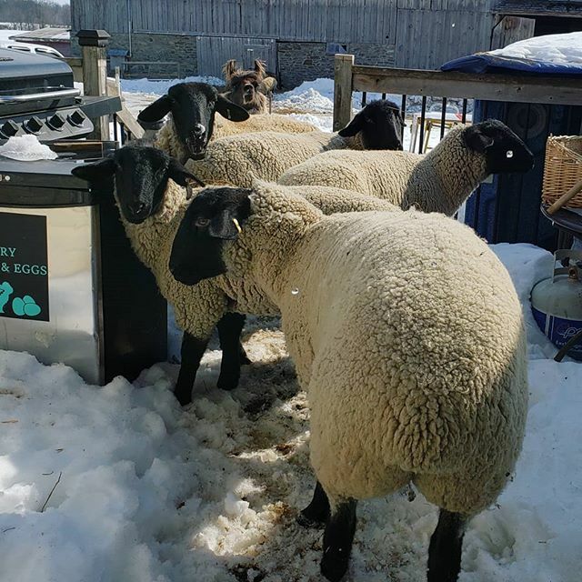 NesFarm's tweet photo. Door-to-door solicitors are SO much worse in the country

#Sheep365 #Llama #GotCorn https://t.co/DHI9mifOH8 https://t.co/HCIUROCBtw