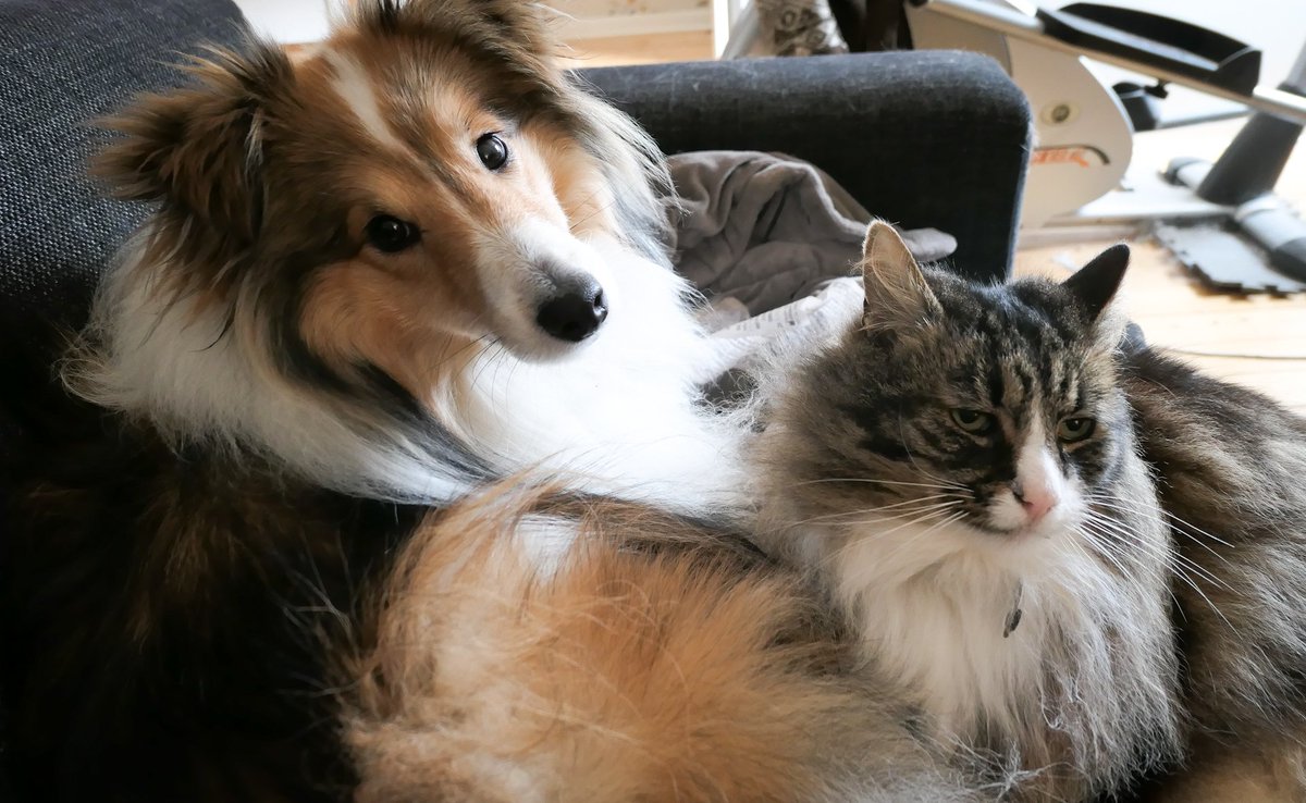 MattisRally's tweet photo. tfw you were just about to get up but then your cat-brother comes along and insists it's Cuddle Time https://t.co/KreRTzOK47