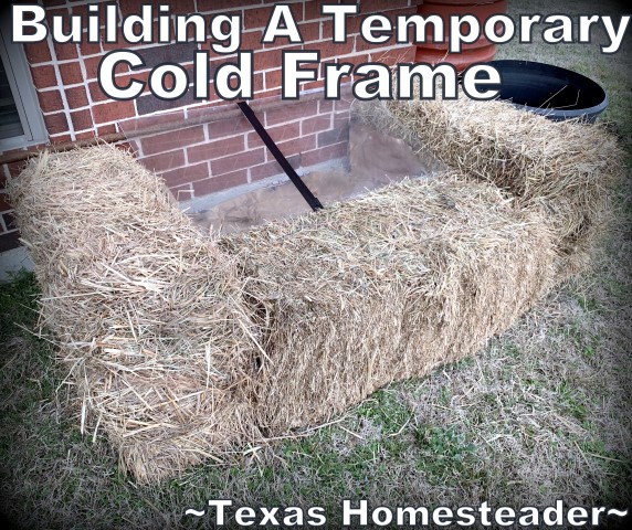 Tx_Homesteader's tweet image. Putting Together A Temporary Cold Frame Using Hay Bales texashomesteader.com/cold-frame-usi…
.
.
#TexasHomesteader #Gardening #ColdFrame #HayBale