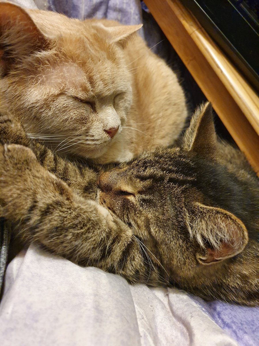 Gizmo_and_Simba's tweet photo. Snuggling #CatsOnTwitter https://t.co/tR0SbTbl9V