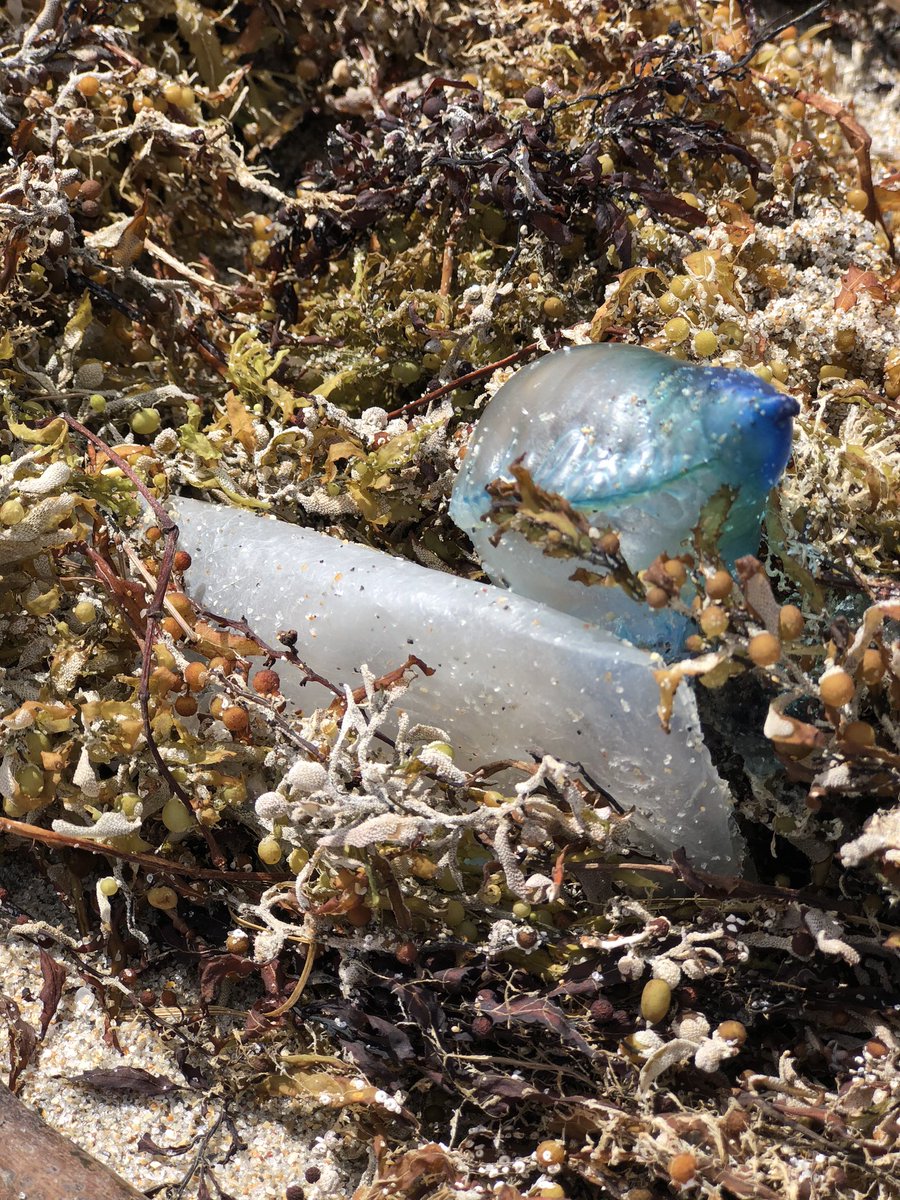 wildplasticorg's tweet photo. Where do you think your #plastic waste eventually ends up? #mysolutiontooceanpollution #wildplasticorg #wildplastic #saveourseas #oneless #ecofriendly #eco #environment #sustainable #recycle https://t.co/kV98laovUf