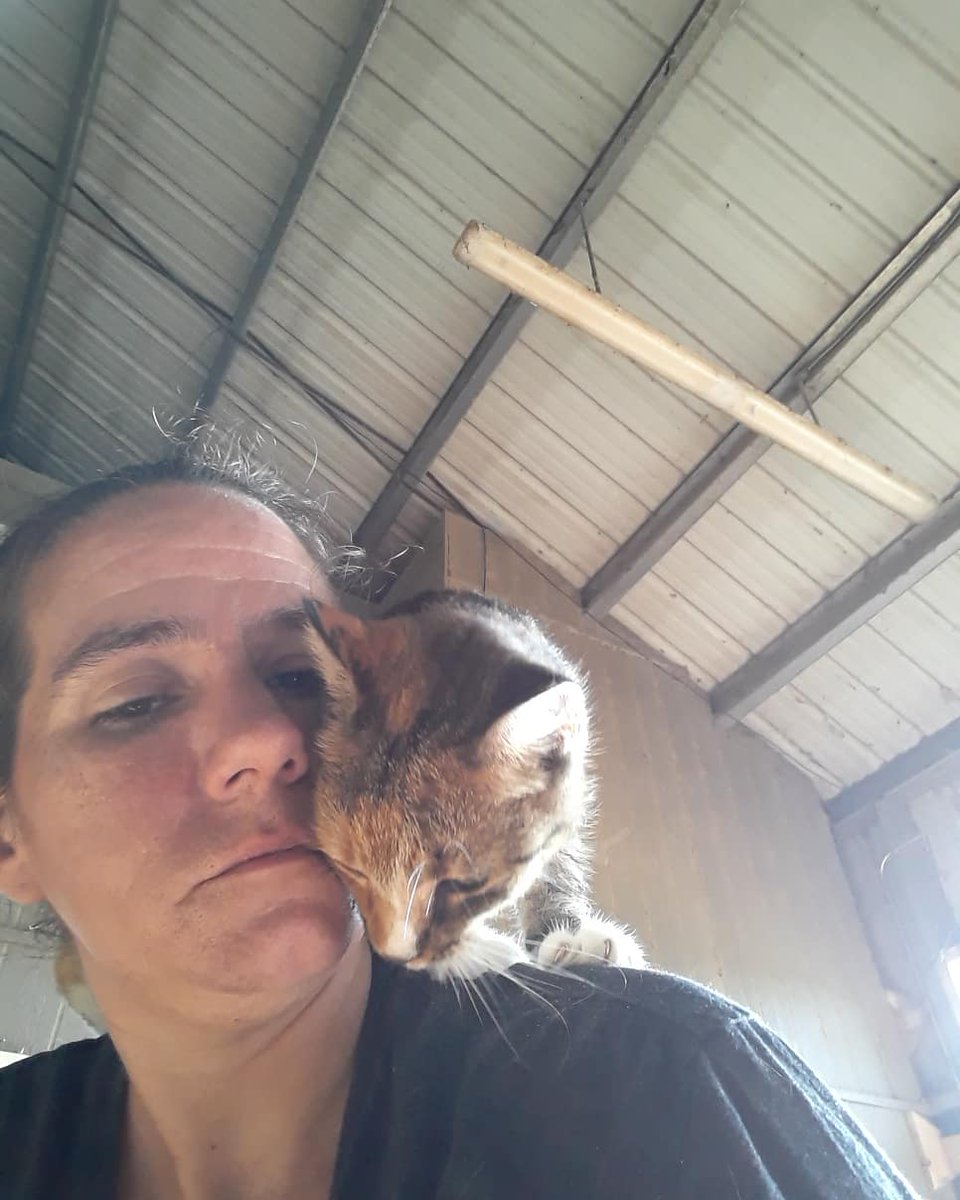 barncatlady's tweet photo. My Daisy girl! โคโคโค
#barncatlady #barncats #barncatsofinstagram #barncatsrule #barncatrescue #barncatlife #cats #catsofinstagram #catstagram #formerlyferal #adopted #adoptdontshop #spayandneuter #catsoftwitter #spayed #torbiesofinstagram #torbies #cuddlingcats #shoulderkitty https://t.co/lwzdnqkz7A