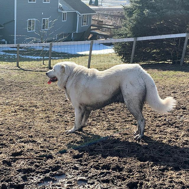 Nothing like a dirty guard dog on a beautiful sunny day! #critterbarn #guarddog #polishtatrasheepdog ift.tt/2SPEwsh