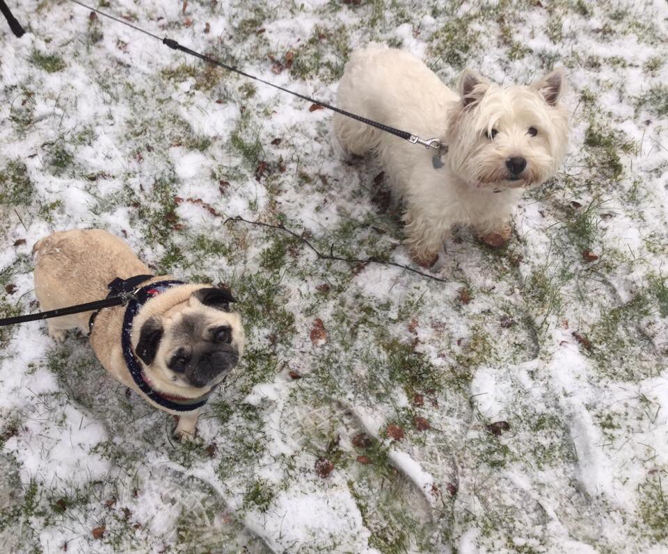 DGjertrud's tweet photo. You and I are more then friends Donna, we’re like a really small gang 🐶❤️🐶 https://t.co/4Nc3GItMZ6