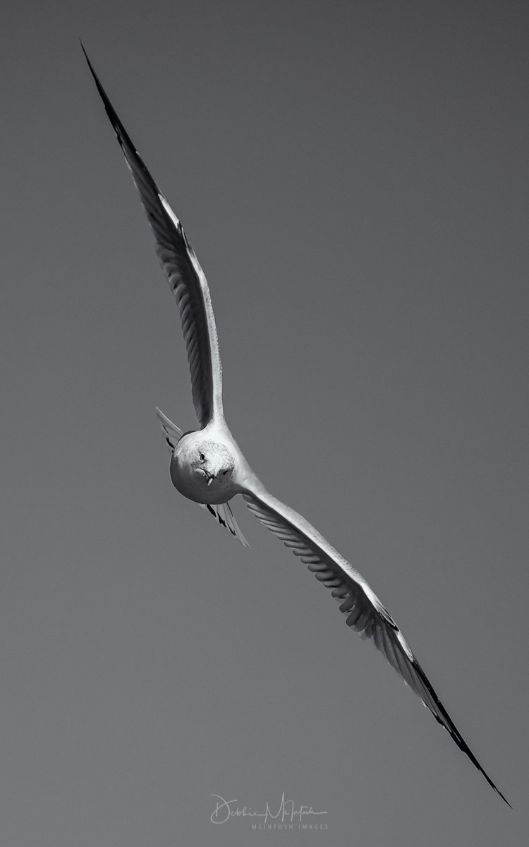 McIntoshImages's tweet image. You don't have to be an eagle to fly like one! #animalSunday, #birdsofSolomons, #freebird