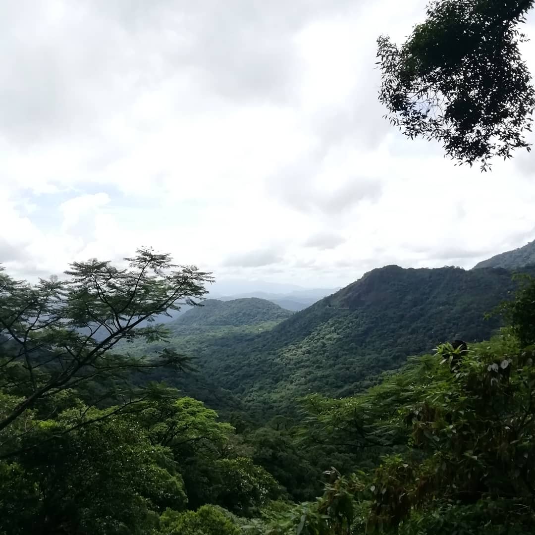 TosoAlice's tweet photo. Exploring the Atlantic forest today in Paraná, Brazil. When I'm faced with nature's immensity I often think at how people dealt with that in the past  and how life would be among a huge forest. #archaeologistproblems https://t.co/3RmPJp796l