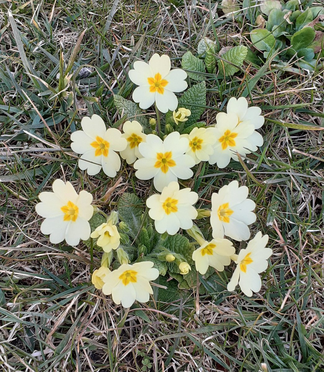 chiara14_1's tweet photo. Lit.Amb.23/2: "Benedici il Signore, anima mia. Egli perdona tutte le tue colpe, guarisce tutte le tue infermità, salva dalla fossa la tua vita, ti circonda di bontà e misericordia" (Sal 102)
#ConfidoinTe 🌟 https://t.co/Hzd9ePSY1w