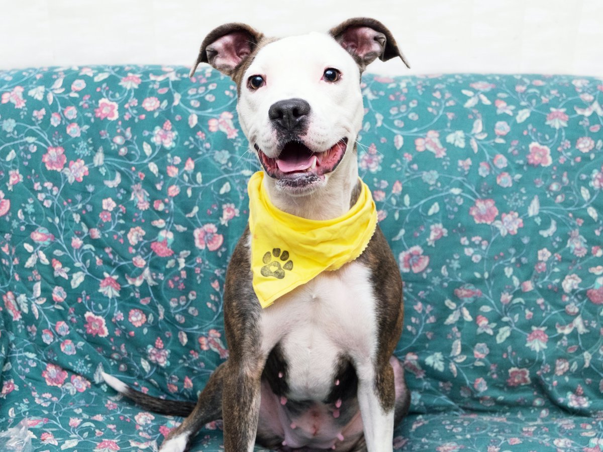 Friends of Lucas County Dogs tweet media