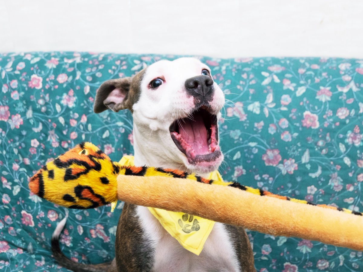 Friends of Lucas County Dogs tweet media