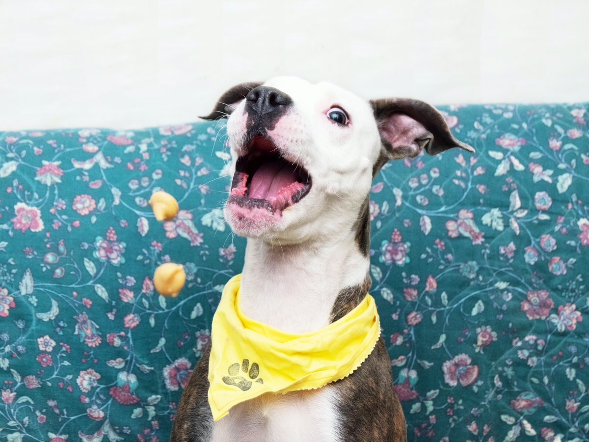 Friends of Lucas County Dogs tweet media