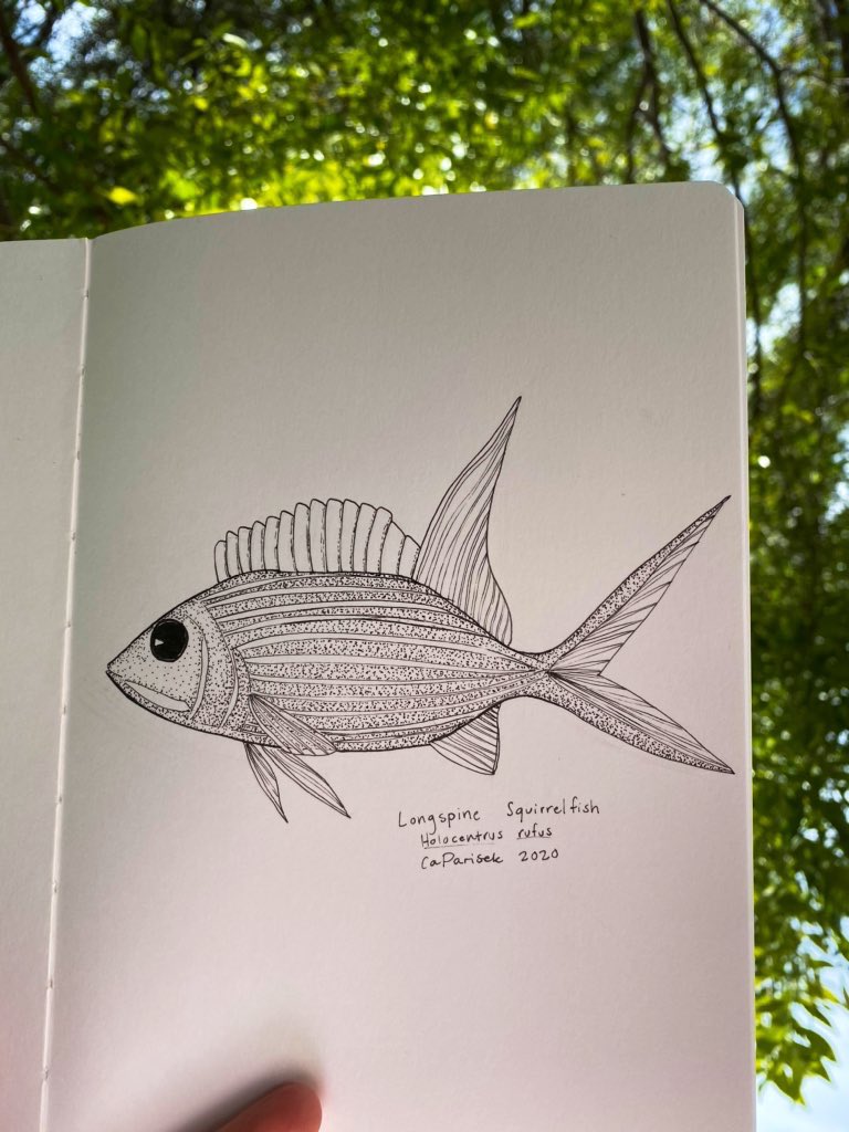 caparisek's tweet photo. hello #sundayfishsketch good doggos (fish w dog-like qualities), here’s a longspine #squirrelfish
11/10 would chase it gleefully
#inktober52 #ink52 #fishart 🐿🐟 https://t.co/akjPTccm5S