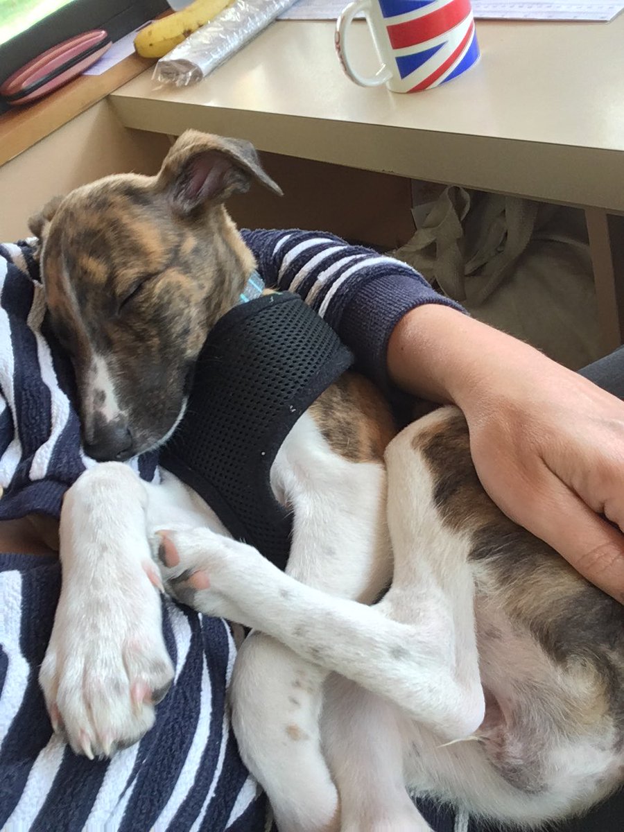 WinnieWhippet's tweet photo. Snuggle time https://t.co/migDcxim8y