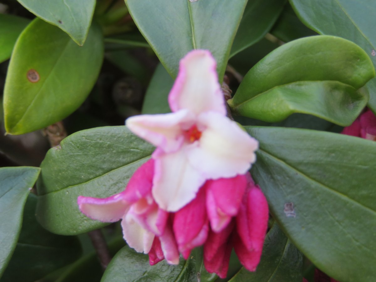 よこすか四季折々 沈丁花の花が咲き始めています 甘い香りが広がり心地よいです よこすか四季折々 沈丁花の花が咲き始めています 甘い香りが広がり心地よいです