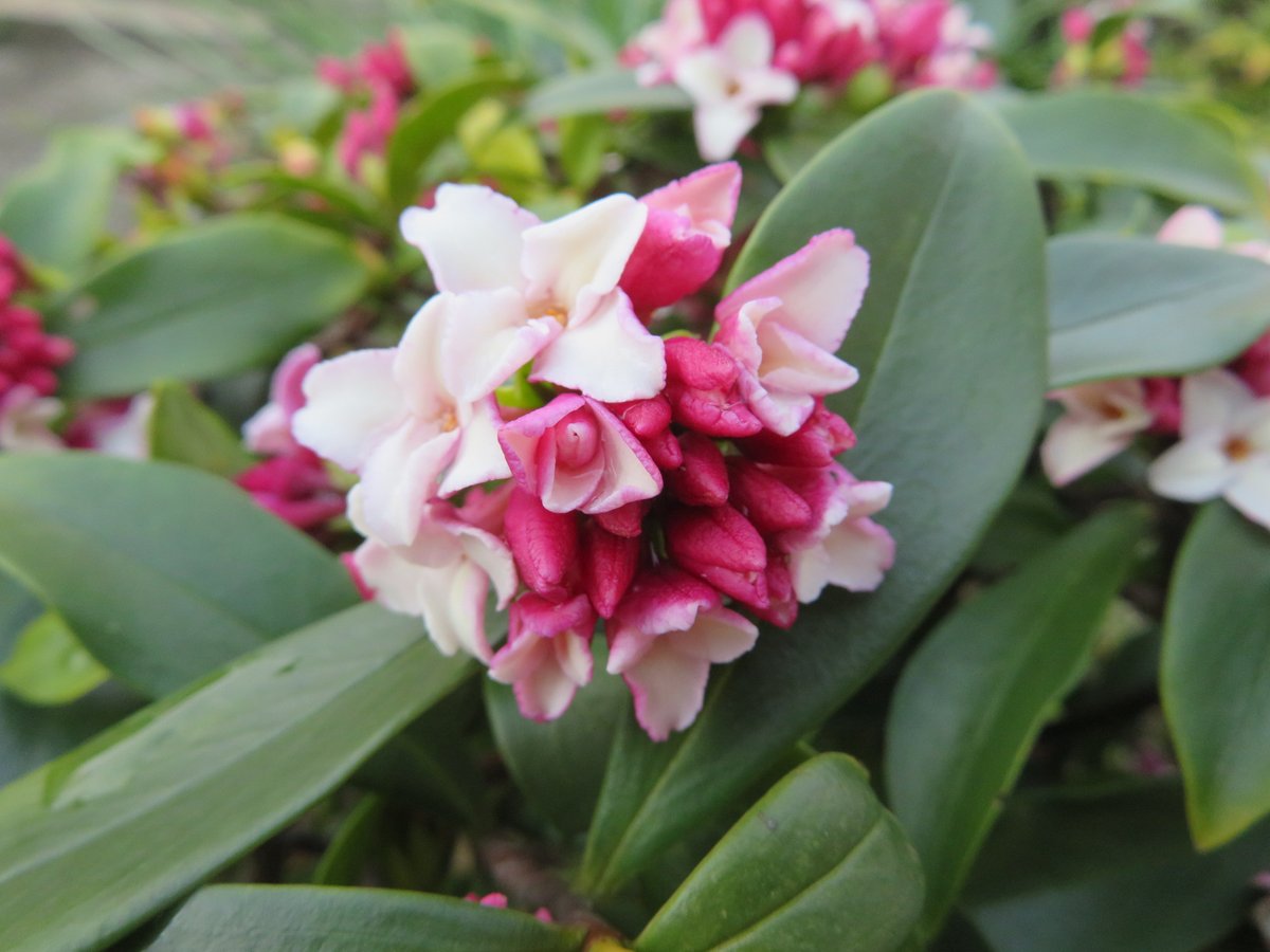 よこすか四季折々 沈丁花の花が咲き始めています 甘い香りが広がり心地よいです よこすか四季折々 沈丁花の花が咲き始めています 甘い香りが広がり心地よいです