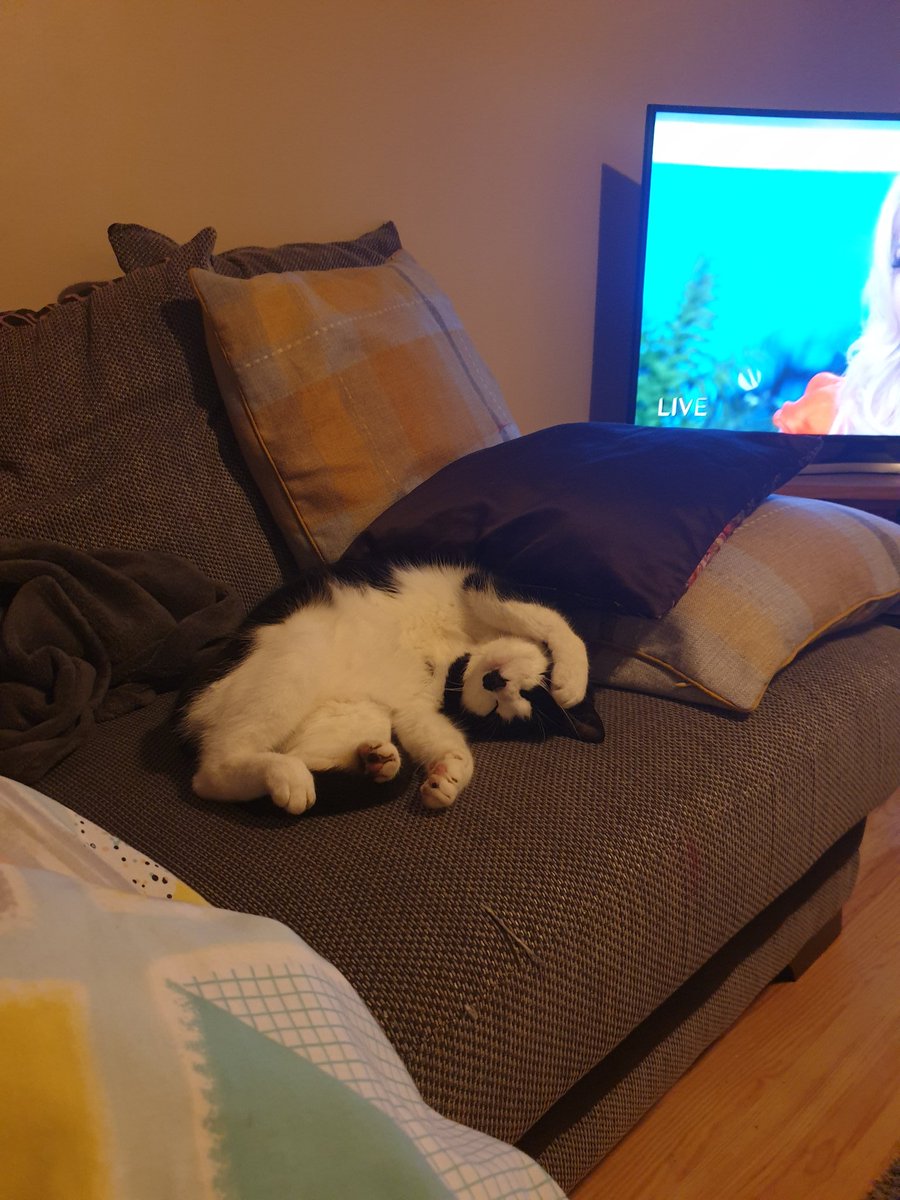 PippaFarley's tweet photo. So cute #parttimecat #catsoftwitter https://t.co/IF936rfZmC