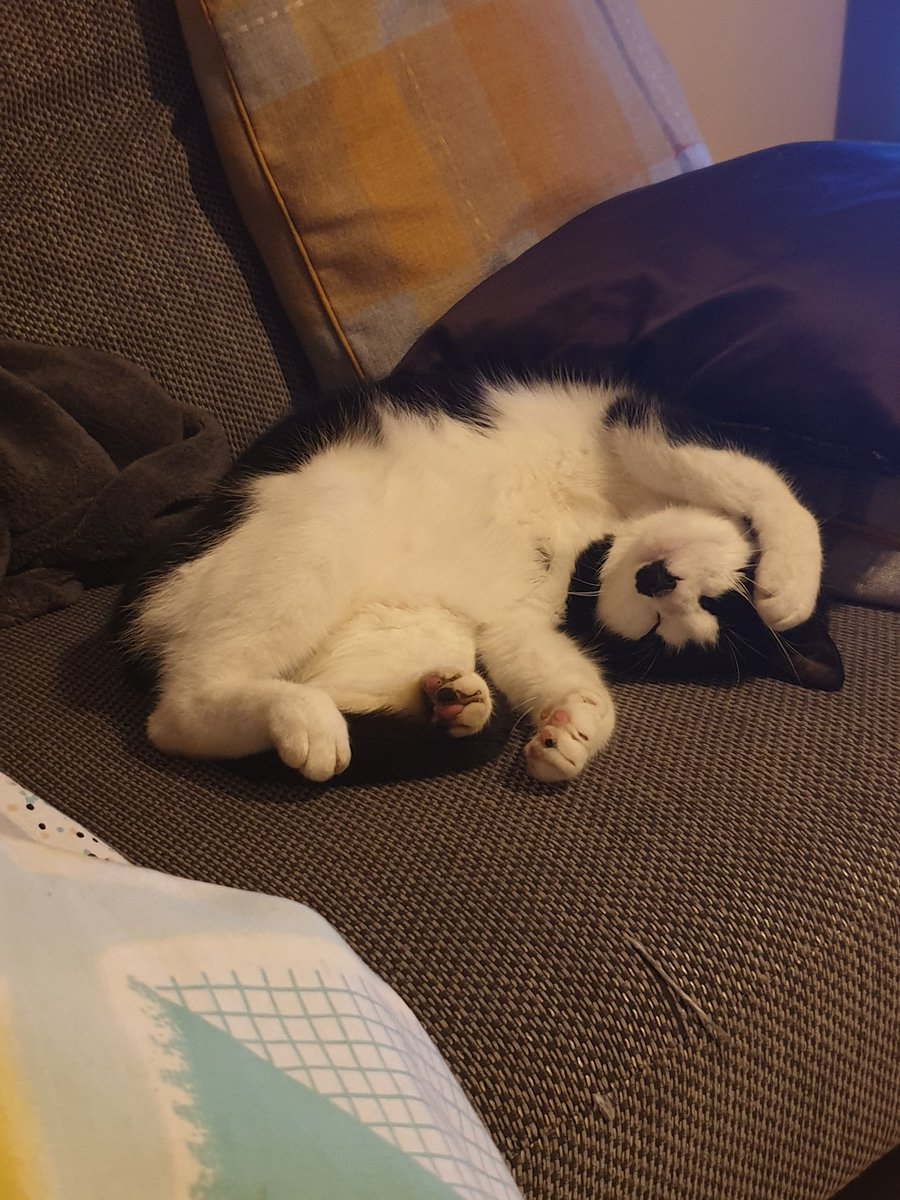 PippaFarley's tweet photo. So cute #parttimecat #catsoftwitter https://t.co/IF936rfZmC