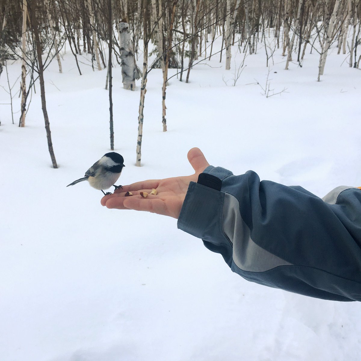Leesa Bringas offers some #almond bits to a #chickadee during an afternoon walk along the #trails at the #LaurentianConservationArea. The conservation area was busy Sunday afternoon as #WarmTemperatures and #BlueSkies welcomed #walkers and #skiers. #Sudbury #NorthernOntario