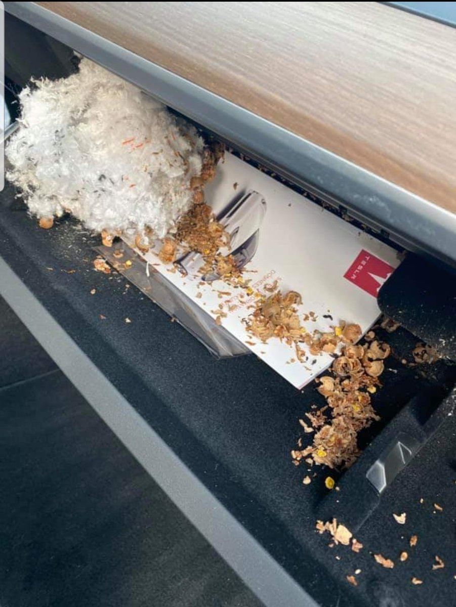 ghost_scot's tweet photo. "So I open my glovebox... what is the significance of what they chewed and possible damage internally?"
#TeslaRodentIssues 
#TeslaQualityIssues https://t.co/0K1v2kFZvt