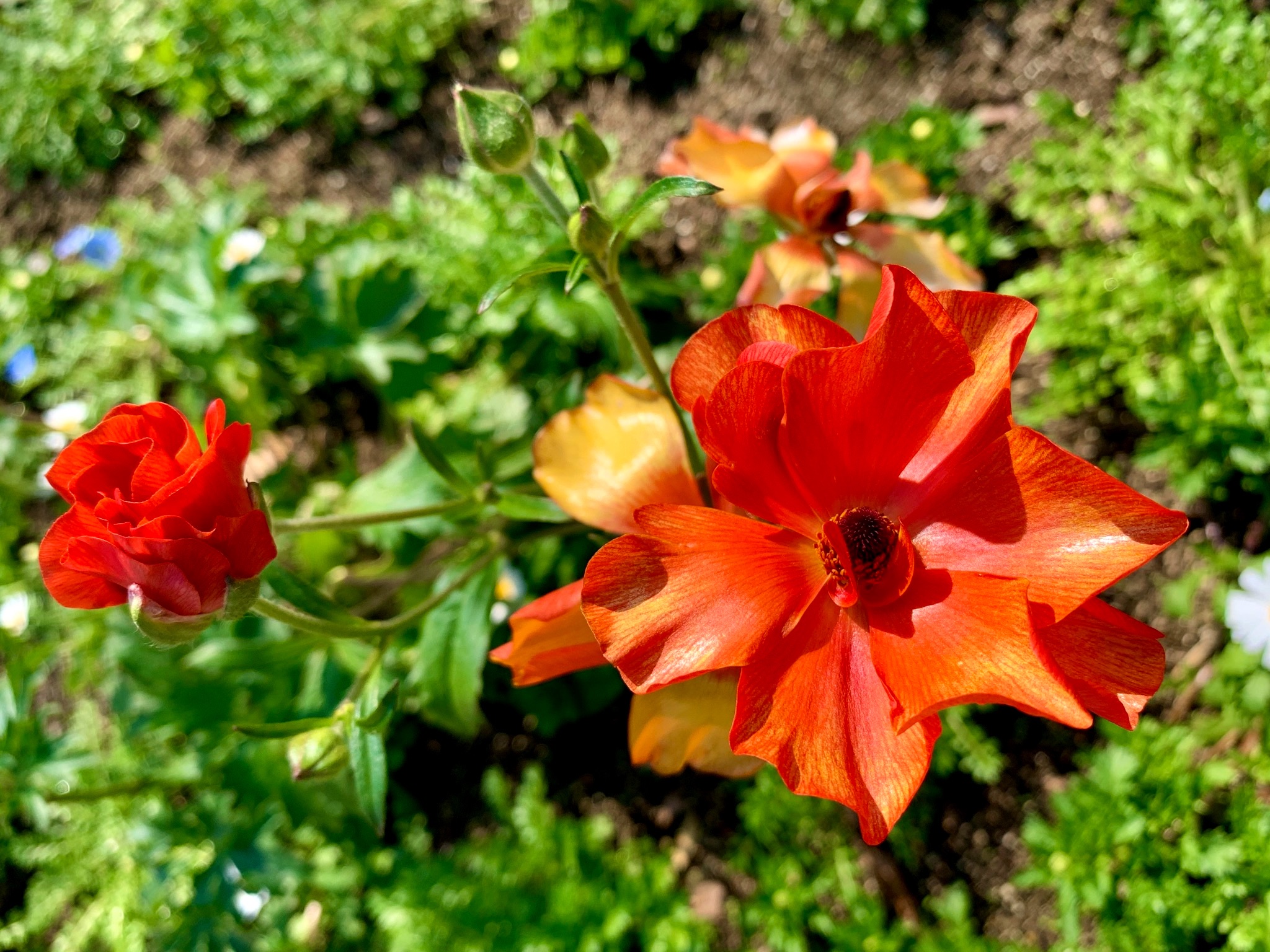 O Xrhsths Cloudsailor 星羅の一日一花 Sto Twitter ラナンキュラス 和名ハナキンポウゲ 花金鳳花 多くの園芸品種がある キンポウゲ科キンポウゲ属 西アジア ヨーロッパ東南部 地中海沿岸原産 Persian Buttercup Ranunculus Asiaticus Flowers Fleurs