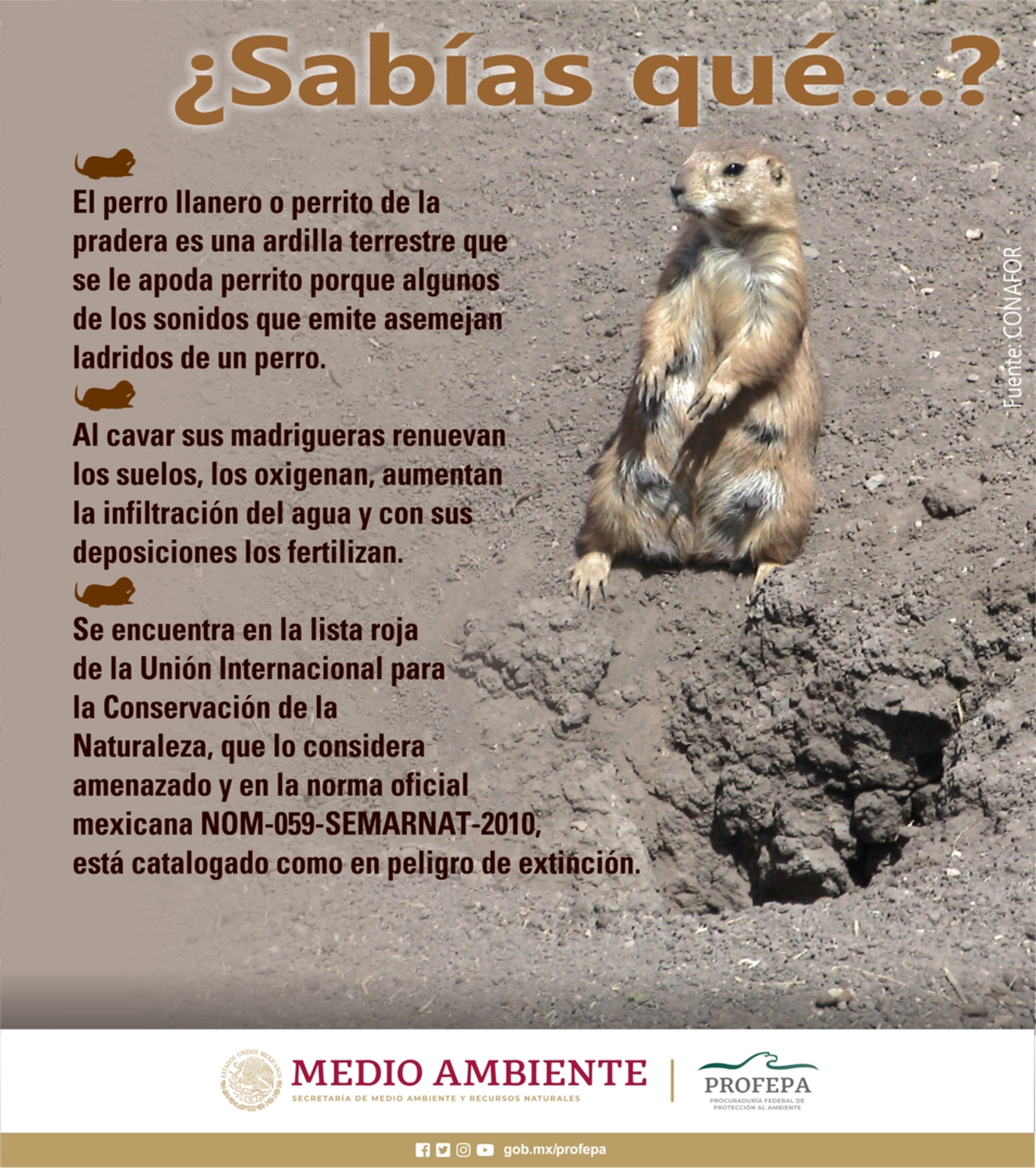 Perrito de la Pradera (@PerritoPradera) / Twitter Perrito de la Pradera (@PerritoPradera) / Twitter