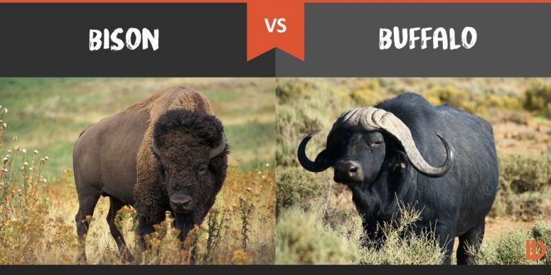 reaktor_field's tweet image. #BuffaloDeclaration There is a problem with the logo and the naming of this declaration...